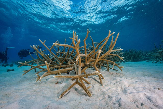 1-DSC01434 Staghorn coral (Acropora cervicornis)