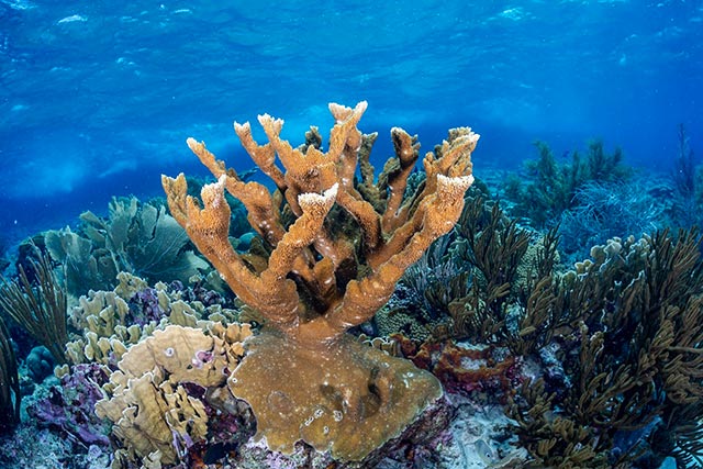 1-image1 Elkhorn coral (Acropora palmata)