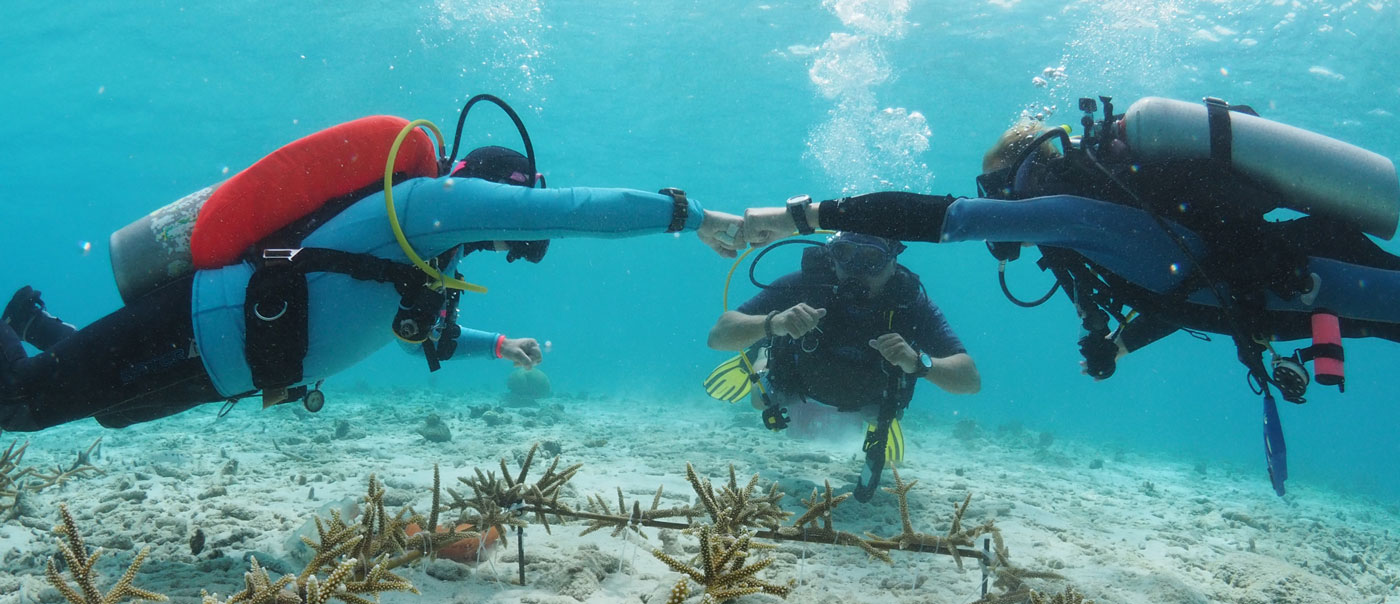 17-3 restore coral and reef bonaire