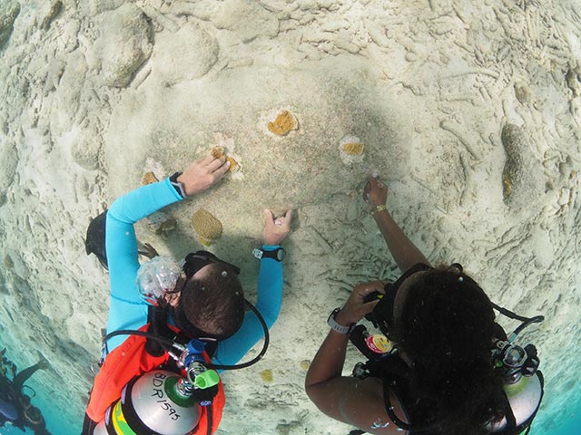 Coral Propagation