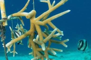 Adopt-a-coral-3-e1558467329687 Adopt-a-coral-3-e1558467329687