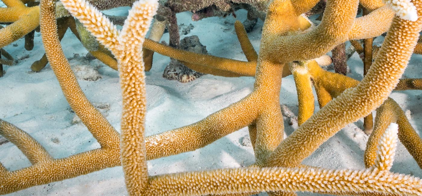 Reef renewal bonaire