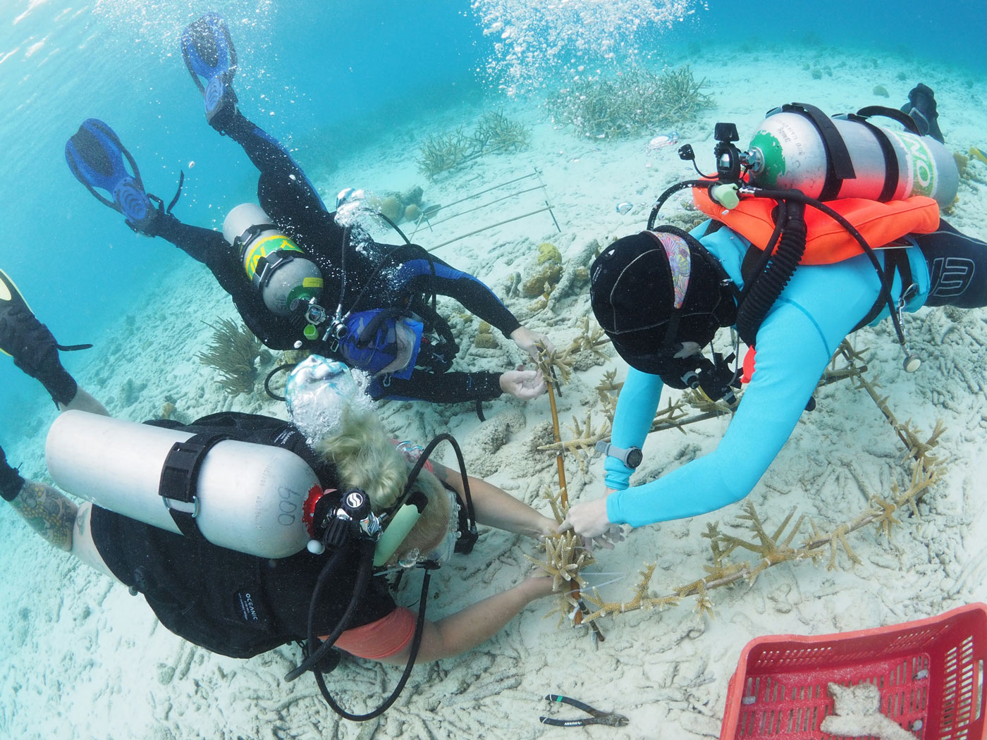Discover Reef Renewal Dive