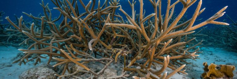 reef renewal bonaire publications