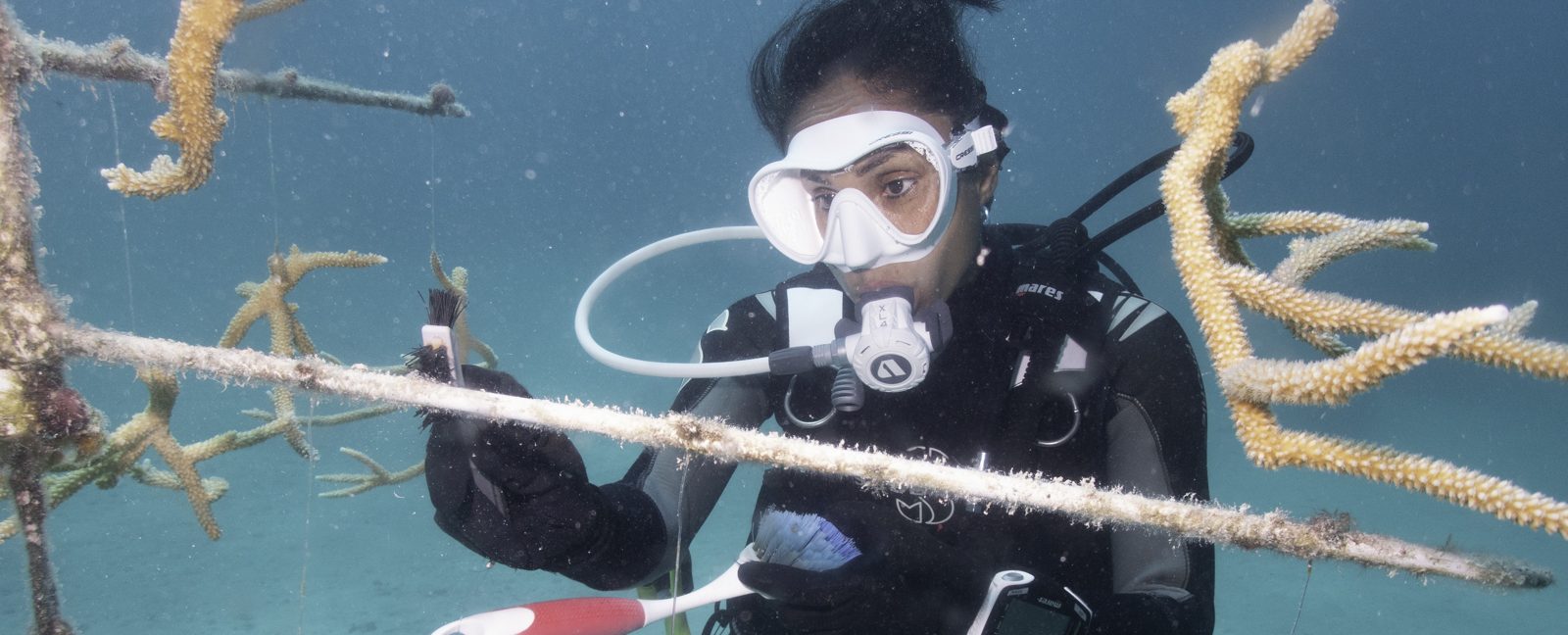Discover Coral Nursery SCUBA Dive