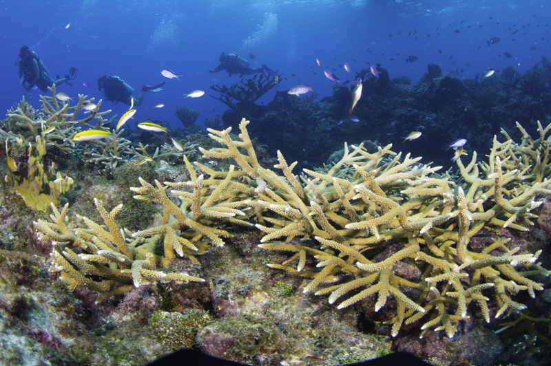 Coral restoration coral propagation cayman islands