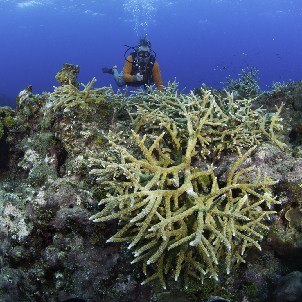 cay_20_247 coral nursery cayman islands