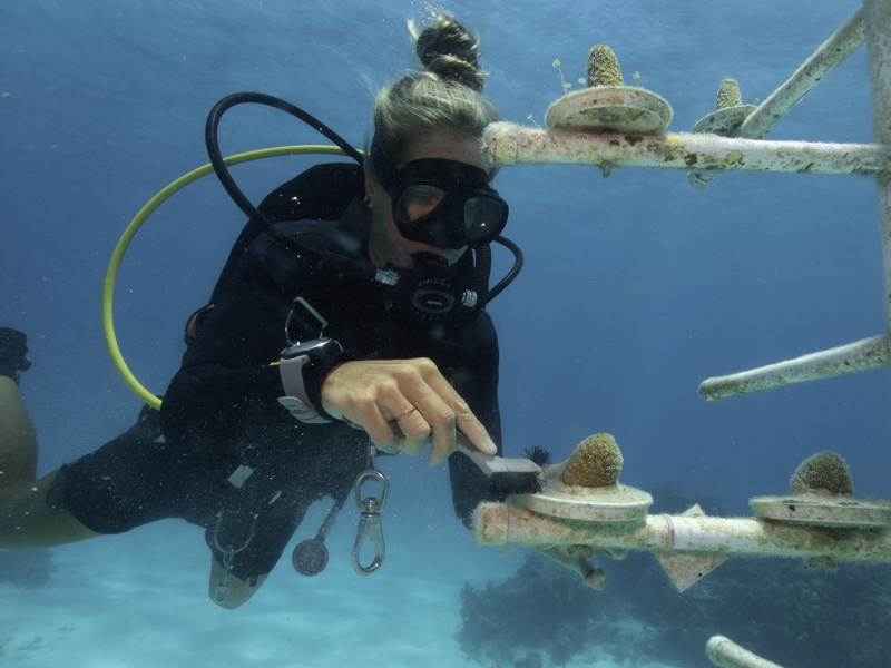 P5060003 Coral Nursery, Cayman Islands