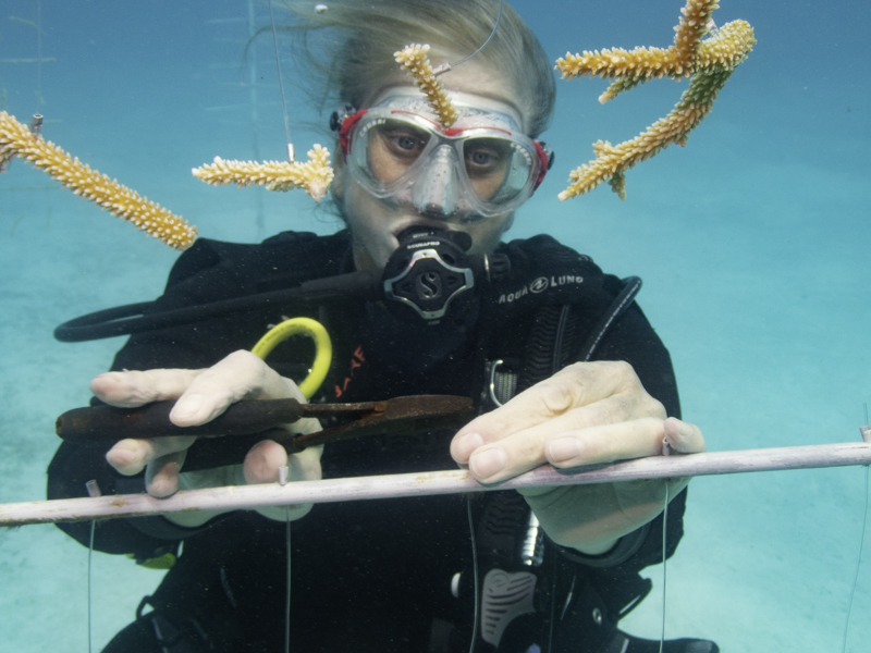 coral propagation cayman islands